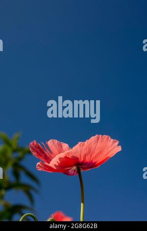 Nahaufnahme von Papaver somniferum, Opiummohn in einem londoner Stadtgarten, Strukturen, Muster und Farben in der Natur Stockfoto