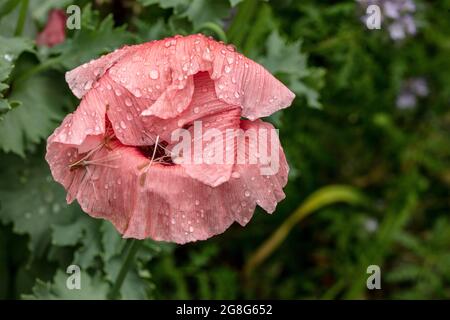 Nahaufnahme von Papaver somniferum, Opiummohn in einem londoner Stadtgarten, Strukturen, Muster und Farben in der Natur Stockfoto