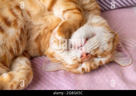 Erwachsene rotbraune weiße Katze schläft süß mit dem Kopf nach unten. Hauskatze rollte sich zusammen und schlief friedlich zu Hause. Haustier Alltag. Draufsicht. Stockfoto