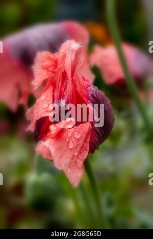 Nahaufnahme von Papaver somniferum, Opiummohn in einem londoner Stadtgarten, Strukturen, Muster und Farben in der Natur Stockfoto