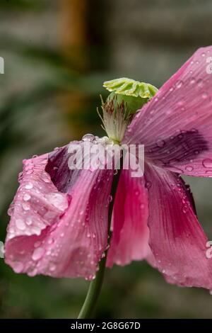 Nahaufnahme von Papaver somniferum, Opiummohn in einem londoner Stadtgarten, Strukturen, Muster und Farben in der Natur Stockfoto