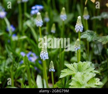 Blassblaue Traubenhyazinth (Muscari) Valerie Finnis im Frühlingsgarten im britischen April Stockfoto