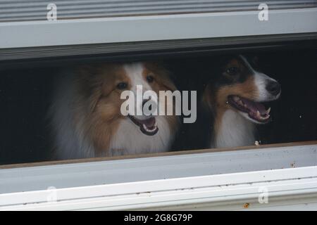 Zwei Shetland Sheepdogs (Shelties) mit Blick auf einen Fensterschirm eines Hauses. Stockfoto