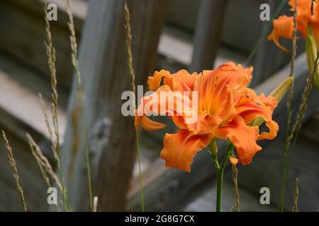 Nahaufnahme einer orangefarbenen Taglilienblüte Stockfoto