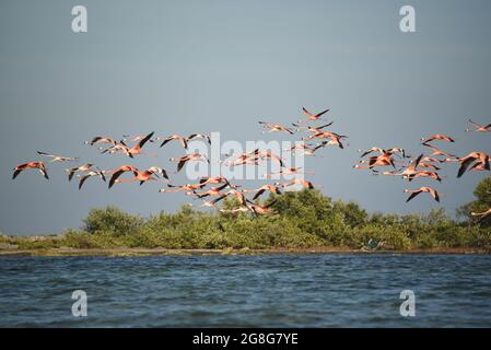 Nahaufnahme einer großen Gruppe von farbenfrohen, wilden Flamingos, die über den Büschen auf einer kleinen Insel im karibischen Meer in der Nähe des abgelegenen Mayaguana, Bahamas, fliegen. Stockfoto