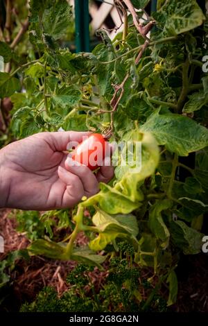 Die linke Hand einer älteren Frau pflückt eine reife Tomatenfrucht aus einer Tomatenpflanze im Garten Stockfoto