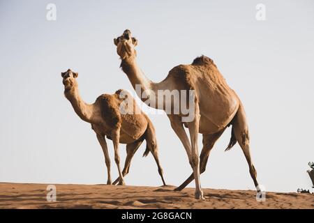 Zwei Dromedarkamele (Camelus dromedarius) stehen auf die gleiche Weise auf der Spitze der Sanddüne in der Wüste. Stockfoto