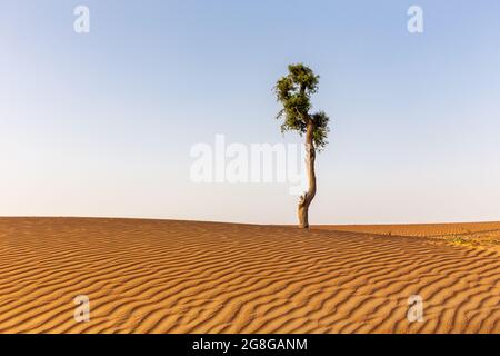 Karger Akazienstamm, der allein zwischen goldenen Sanddünen der Wüste in den Vereinigten Arabischen Emiraten wächst. Wellen auf Sand, Konzept der Einsamkeit, Kraft in der Natur. Stockfoto