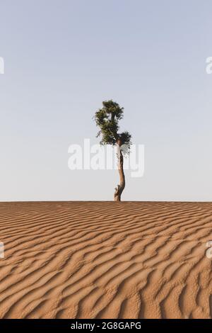 Karger Akazienstamm, der allein zwischen goldenen Sanddünen der Wüste in den Vereinigten Arabischen Emiraten wächst. Wellen auf Sand, Konzept der Einsamkeit, Kraft in der Natur. Stockfoto