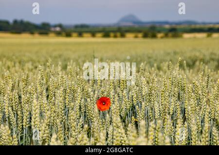 East Lothian, Schottland, Großbritannien, 20. Juli 2021. Wetter in Großbritannien: Heiß und sonnig: Das jüngste heiße, trockene Wetter hat die grünen Erntefelder in der Sonne goldgelb gemacht. Im Bild: Berwick Law kann gerade durch den Dunst über ein Weizenfeld mit Mohnblumen und Wildblumen gesehen werden, die darin wachsen Stockfoto