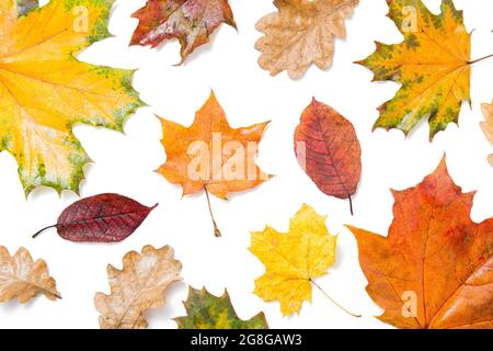 Zusammensetzung oder Muster farbenfrohe Herbstblätter auf weißem, isoliertem Hintergrund, flaches Layout, Draufsicht. Hintergrund mit Ahornblättern, Eichenblättern. Design Stockfoto