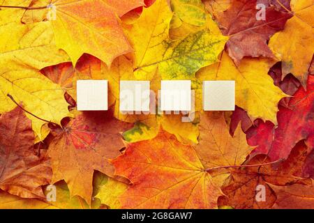 Hintergrund aus bunten Ahornblättern. Hintergrund Gelbe und rote Herbstblätter. Muster. Herbstkonzept. Platz für Ihre Nachricht kopieren. Vier leere Holzschnitzelchen Stockfoto