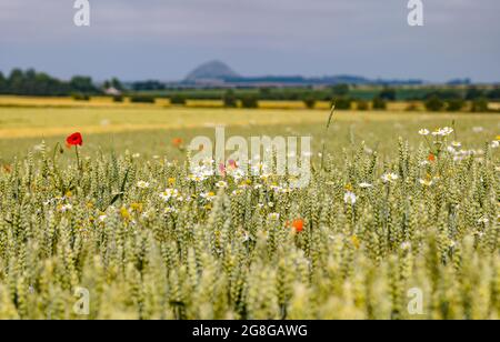 East Lothian, Schottland, Großbritannien, 20. Juli 2021. Wetter in Großbritannien: Heiß und sonnig: Das jüngste heiße, trockene Wetter hat die grünen Erntefelder in der Sonne goldgelb gemacht. Im Bild: Berwick Law kann gerade durch den Dunst über ein Weizenfeld mit Mohnblumen und Wildblumen gesehen werden, die darin wachsen Stockfoto