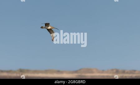 Ein einziger Curlew-Watvögel auf dem Flug über der Küste von Norfolk, Großbritannien Stockfoto