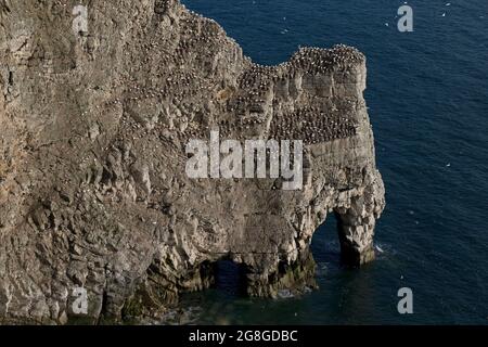 Northern Gannet (Morus bassanus) Bempton Cliffs Yorkshire GB Großbritannien 2021 Stockfoto