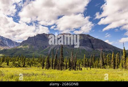 Im Frühsommer in der Wrangell-St. pulsiert das Grün der Wiesen entlang der Nabesna Road Elias National Park in Alaska. Stockfoto