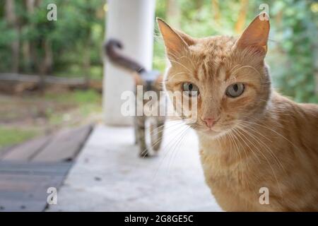 Zwei Katzen, die im Garten spielen: Eine orangefarbene Katze blickt auf Augenhöhe auf die Kamera, dahinter lauert die Silhouette einer silbernen Katze Stockfoto