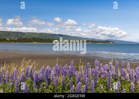 Arktische Lupine säumen die Homer Spit entlang der Kachemak Bay im südlichen Zentralalaska. Stockfoto