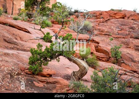 Knarriger Wacholderbusch mit lebenden und toten Ästen biegt sich nach hinten, um im ariden roten Sedona-Felsen zu wachsen. Tanzender Wacholderbaum in der hohen Wüste. Stockfoto