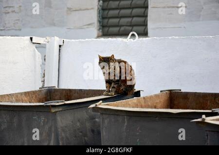 Obdachlose Katze auf dem Müllcontainer. Eine houtlose Katze auf der Straße, ausgestoßen. Das ungebeherbergte Haustier im Hof sitzt auf einem Metallabfallbehälter. Selektive Stockfoto