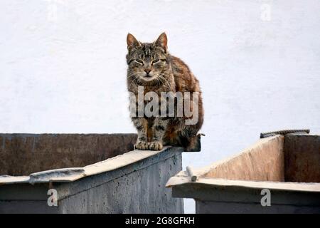 Obdachlose Katze auf dem Müllcontainer. Eine houtlose Katze auf der Straße, ausgestoßen. Das ungebeherbergte Haustier im Hof sitzt auf einem Metallabfallbehälter. Selektive Stockfoto