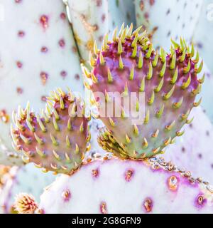 Kaktus aus Kaktus mit Kaktus wächst neue Pads in Form von Herzen aus der Nähe. Konzept der Liebe, Romantik, Familie, Freundschaft. Stockfoto