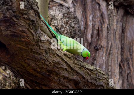 Rosenberingsittich, Psittacula krameri manillensis, auch bekannt als Ringhals-Sittich, an einem Baumzweig in London, Großbritannien Stockfoto