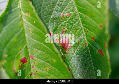 Rosa Flecken auf Kirschblättern. Krankheiten der Obstbäume, Mangel an Spurenelementen im Boden. Stockfoto