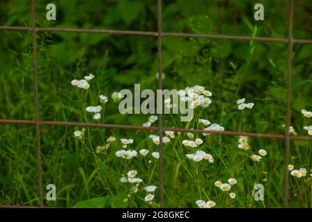 Weiße Gänseblümchen-Wildblume wächst hinter einem Drahtzaun im ländlichen Tennessee. Stockfoto