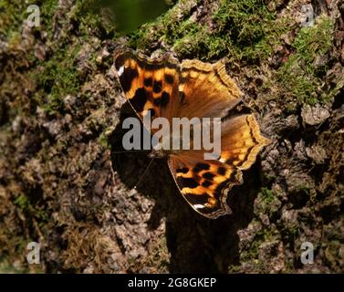 Eine Nahaufnahme eines Compton Tortoiseshell-Engelsflügels auf moosiger Rinde Stockfoto