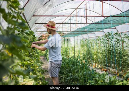 Junger Bauer erntet selbstgewachsene Gurken Stockfoto