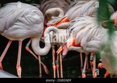 Gruppe von rosa Flamingos.Ruhen größere Flamingo, Phoenicopterus roseus, close up.Exotic Vögel im ZOO selektiven Fokus.Wildlife Tierszene Stockfoto