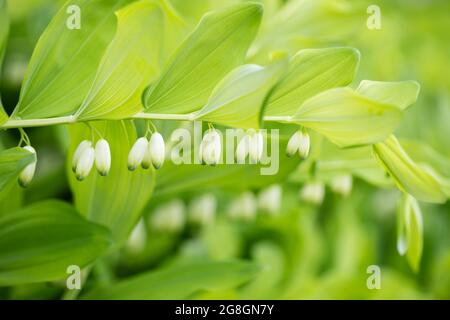 Polygonatum oder solomons schließen aus der Nähe ab. Schöne Blumen Sommer Hintergrund. Struktur der grünen Blätter. Gartenpflanze mit weißen Blüten. Stockfoto