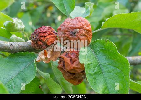 Getrocknete Apfelfrüchte auf einem Baum. Faule Äpfel. Stockfoto