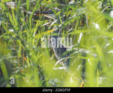Reiher, der durch Schilf, Teifi-Sümpfe, Wales, pirschelt Stockfoto