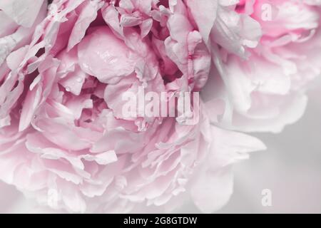 Unscharfe rosa Pfingstrosen Blütenblätter weichen Fokus. Stockfoto