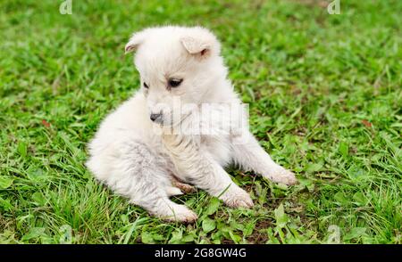 Niedlichen weißen sibirischen Husky Welpen auf dem grünen Gras sitzen und wegschauen, Sommer, Frühling, Abdeckung, Tierwelt, Haustier Stockfoto