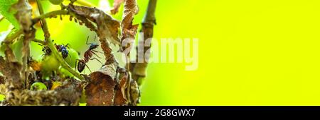 Ameisen fressen Blattläuse. Mehrere Ameisen jagen Blattläuse auf den Blättern des Baumes. Panoramaaufnahme mit Platz zum Einfügen von Text oder Design. Stockfoto