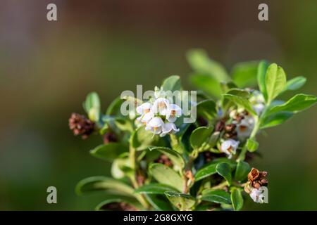 Nahaufnahme Blumen vaccinium vitis idaea Koralle im Garten Stockfoto