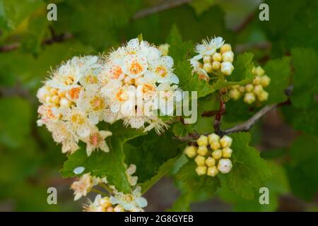 Ninebark Bloom, Ponderosa Pine Scenic Byway, Boise National Forest, Idaho Stockfoto