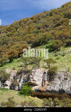 Mahagoni am Berg in Sulphher Canyon, Caribou-Targhee National Forest, Idaho Stockfoto