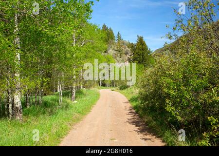 Forest Service Road in Sulphher Canyon, Caribou-Targhee National Forest, Idaho Stockfoto