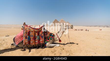 Porträt eines Kamelkopfes Nahaufnahme vor dem Hintergrund von Die Cheops-Pyramide in Gizeh Ägypten ohne Menschen Stockfoto