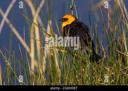 Gelbkopf-Amsel (Xanthocephalus xanthocephalus), Bear Lake National Wildlife Refuge, Idaho Stockfoto