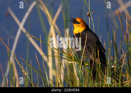 Gelbkopf-Amsel (Xanthocephalus xanthocephalus), Bear Lake National Wildlife Refuge, Idaho Stockfoto