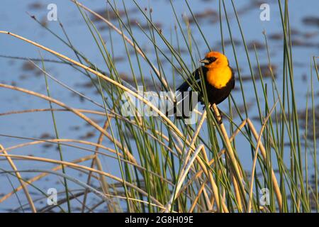 Gelbkopf-Amsel (Xanthocephalus xanthocephalus), Bear Lake National Wildlife Refuge, Idaho Stockfoto