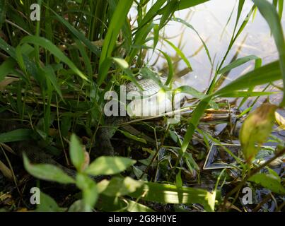 Wasserschlange versucht, einen Karauschen am Flussufer zu schlucken Stockfoto