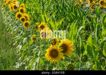 Leuchtend gelbe Sonnenblumen im blühenden Garten Stockfoto