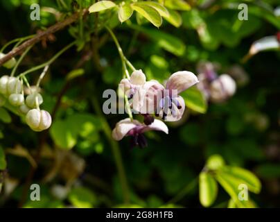 Duftende Akebia-Quinata, auch bekannt als Schokoladenweinblüten im Frühlingsgarten April UK Stockfoto