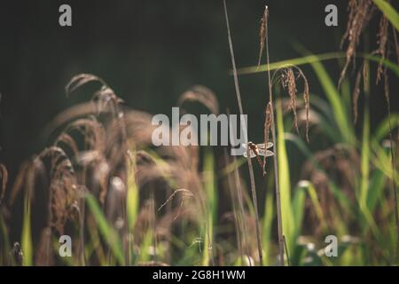 libelle auf Grashalm. Das Insekt sitzt auf den grünen Blättern des Schilfs, am Fluss. Makro-Natur. Schöne Libelle, kleines Raubtier. Natürlich Stockfoto